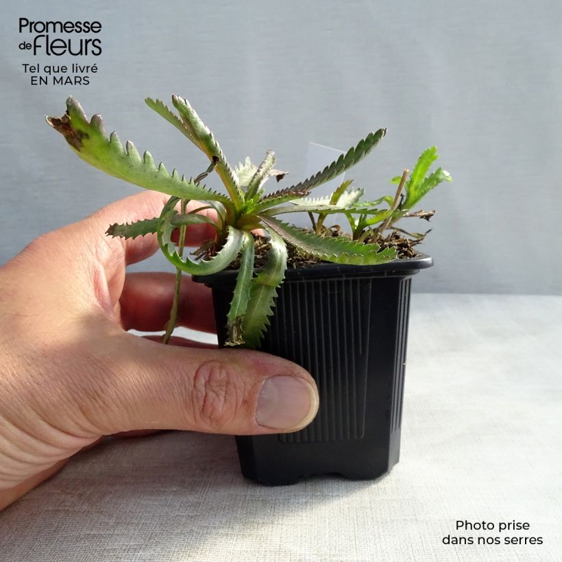 Exemplaar van Achillea sibirica var. camtschatica Love Parade Kweekpotje van 8/9 cm zoals geleverd in de lente