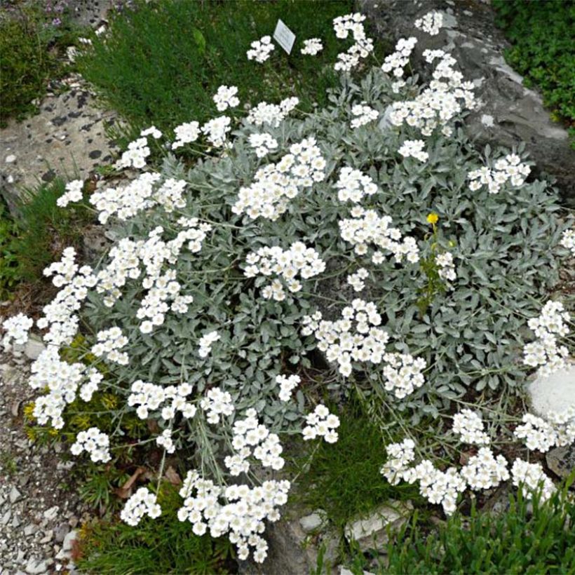 Achillea umbellata - Duizendblad (Groeiplaats)