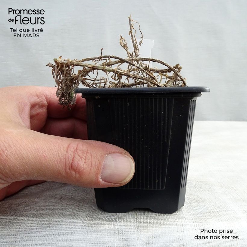 Exemplaar van Achillea umbellata - Duizendblad Kweekpotje van 8/9 cm zoals geleverd in de lente