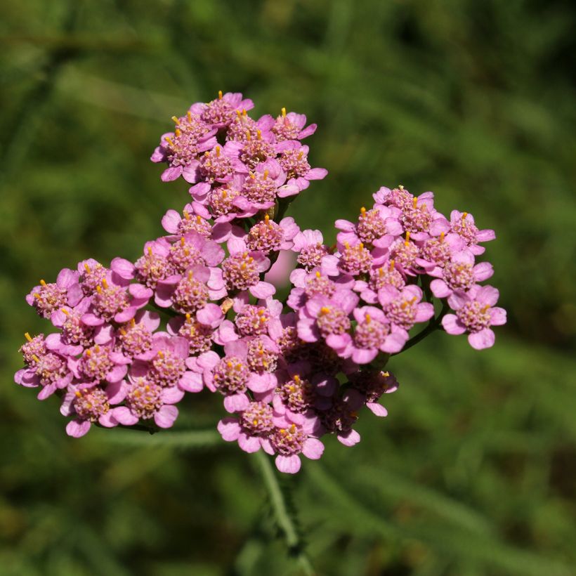 Achillea asplenifolia - Duizendblad (Bloei)