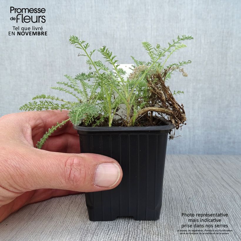 Exemplaar van Achillea crithmifolia - Duizendblad Kweekpotje van 8/9 cm zoals geleverd in de herfst