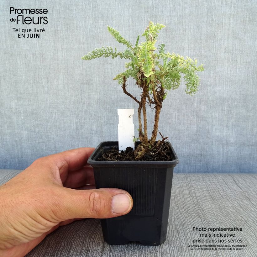 Exemplaar van Achillea crithmifolia - Duizendblad Kweekpotje van 8/9 cm zoals geleverd in de zomer
