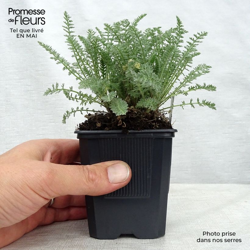 Exemplaar van Achillea crithmifolia - Duizendblad Kweekpotje van 8/9 cm zoals geleverd in de lente