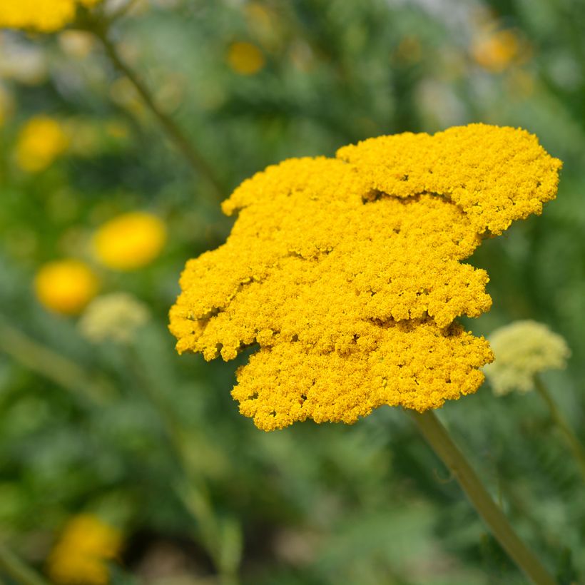 Achillea filipendulina Parker's Variety - Duizendblad (Bloei)