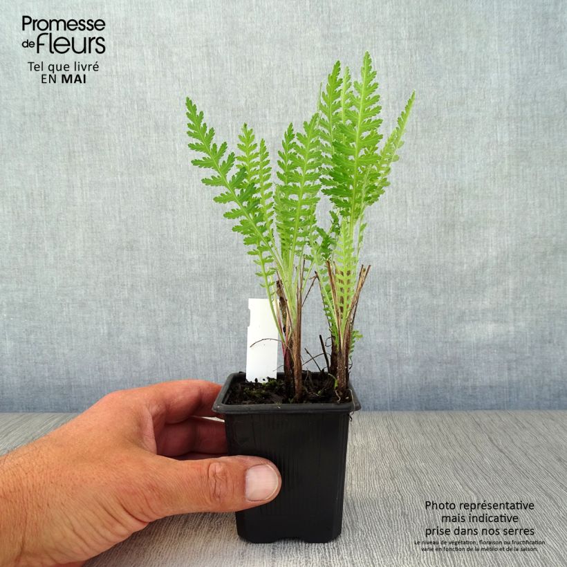 Exemplaar van Achillea filipendulina Parker's Variety - Duizendblad Kweekpotje van 8/9 cm zoals geleverd in de lente