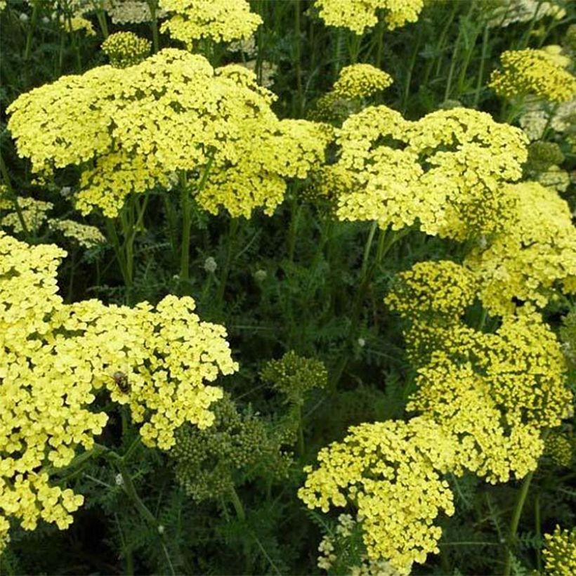 Achillea filipendulina Credo - Duizendblad (Bloei)