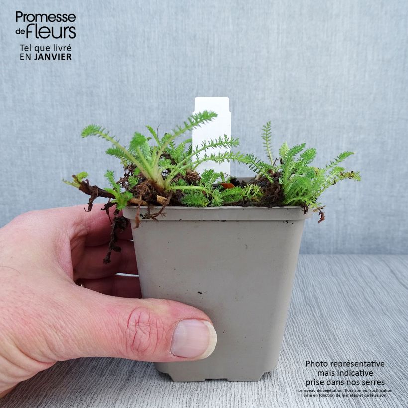 Exemplaar van Achillea millefolium Desert Eve Red - Duizendblad Kweekpotje van 7/8 cm zoals geleverd in de winter