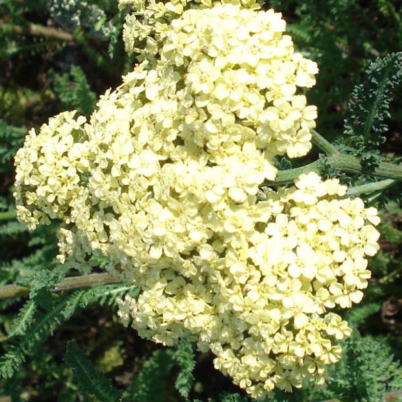 Achillea millefolium Hella Glashoff - Duizendblad (Bloei)