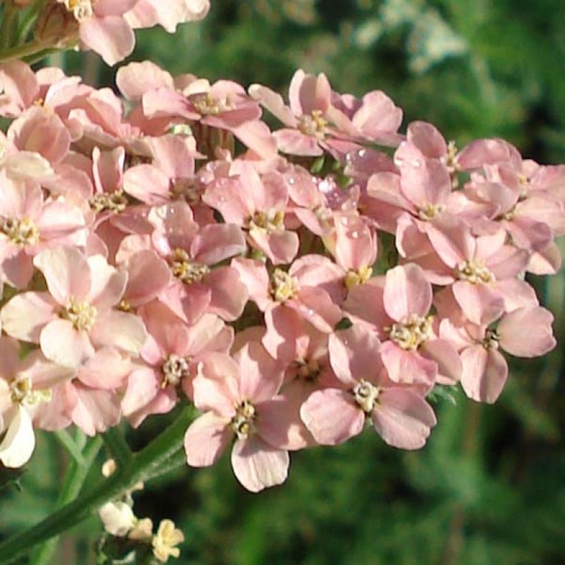 Achillea millefolium Salmon Beauty - Duizendblad (Bloei)