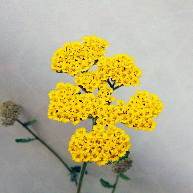 Achillea Moonshine - Duizendblad (Bloei)