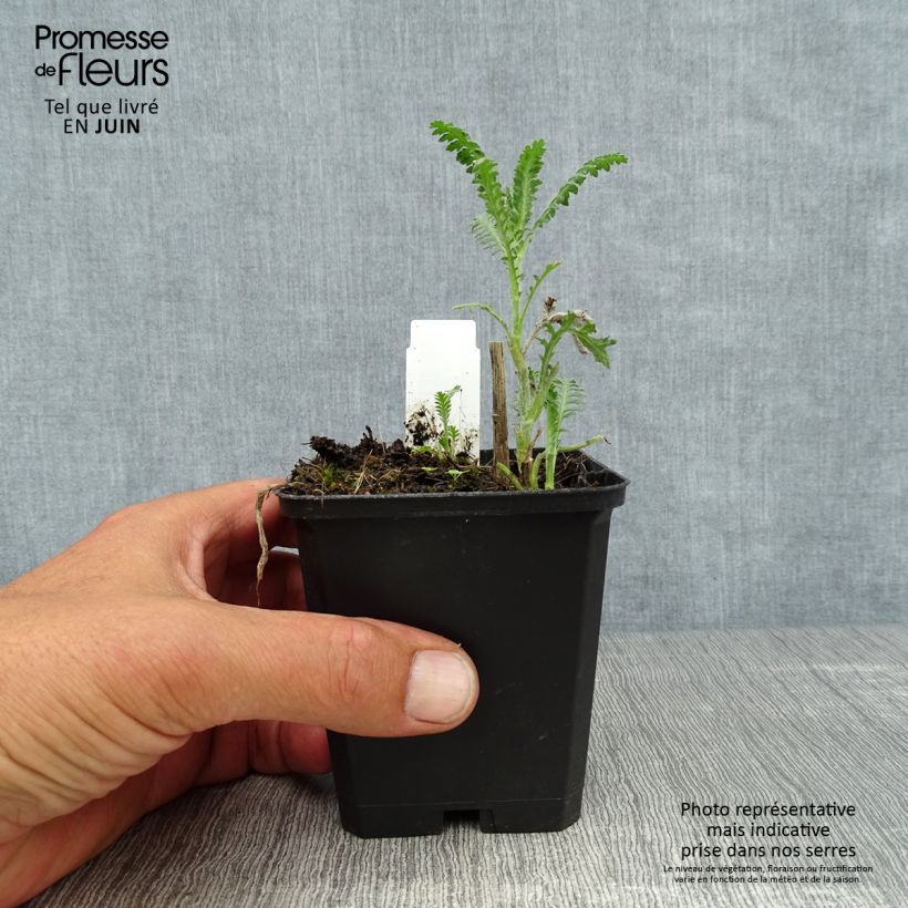 Exemplaar van Achillea millefolium Walter Funcke - Duizendblad Kweekpotje van 8/9 cm zoals geleverd in de zomer