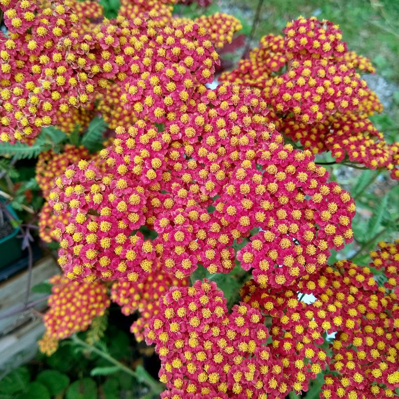 Achillea millefolium Walter Funcke - Duizendblad (Bloei)