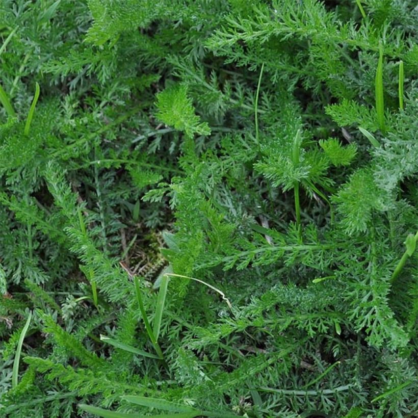 Achillea filipendulina Helios - Duizendblad (Blad)