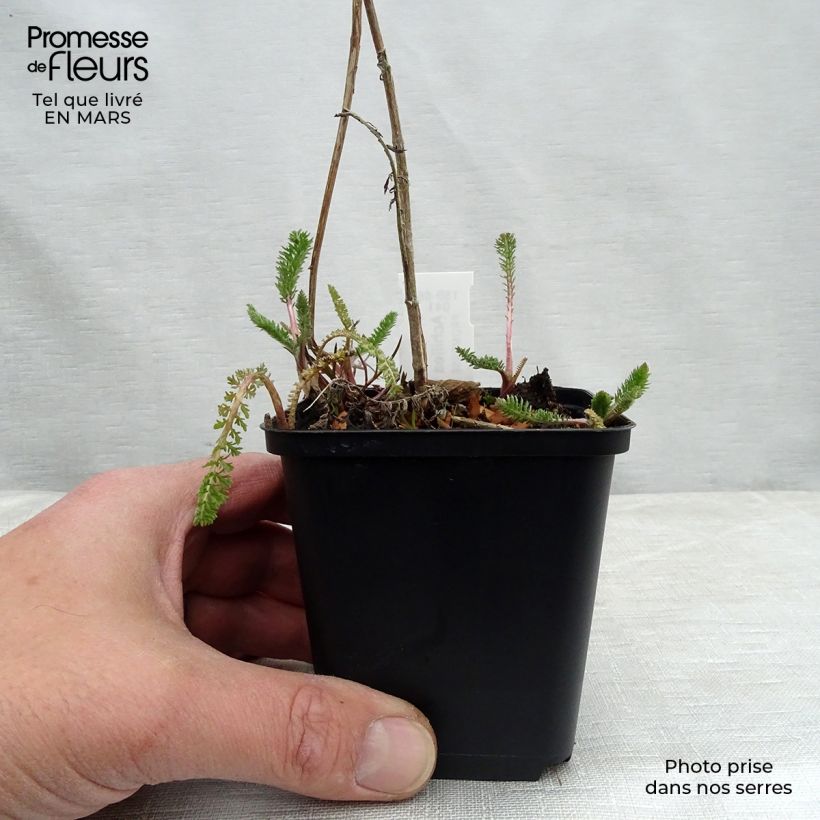 Exemplaar van Achillea filipendulina Helios - Duizendblad Kweekpotje van 8/9 cm zoals geleverd in de lente