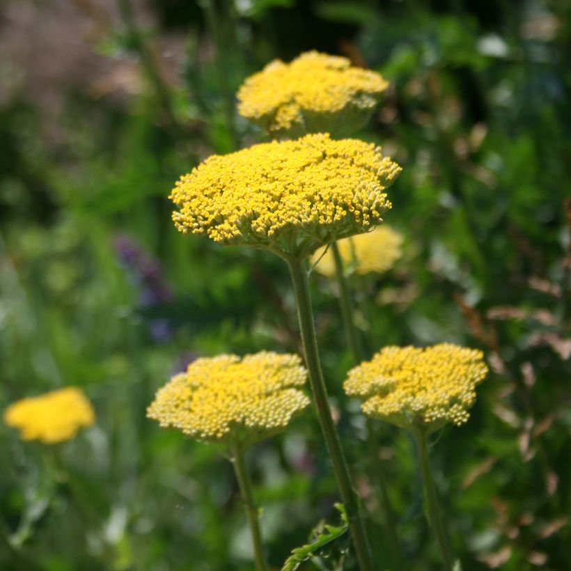 Achillea filipendulina Cloth of Gold - Duizendblad (Bloei)