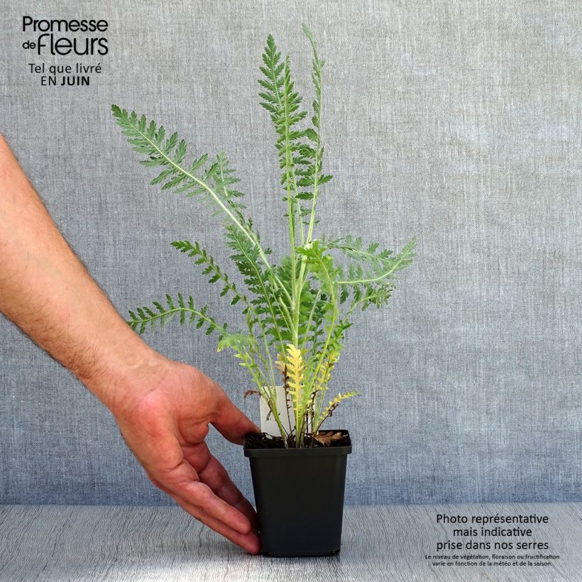 Exemplaar van Achillea filipendulina Cloth of Gold - Duizendblad Kweekpotje van 8/9 cm zoals geleverd in de zomer