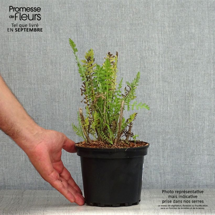 Exemplaar van Achillea filipendulina Cloth of Gold - Duizendblad Pot van 2 l/3 l zoals geleverd in de zomer