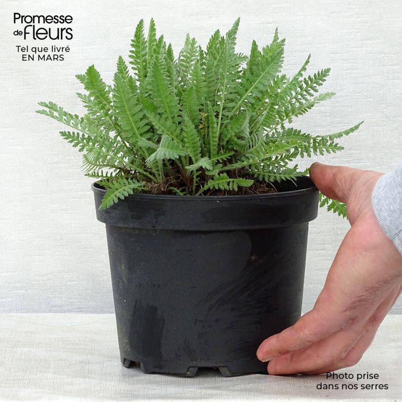 Exemplaar van Achillea filipendulina Cloth of Gold - Duizendblad Pot van 2 l/3 l zoals geleverd in de lente