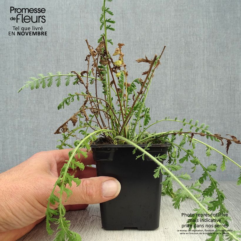 Exemplaar van Achillea filipendulina Golden Plate - Duizendblad Kweekpotje van 7/8 cm zoals geleverd in de herfst