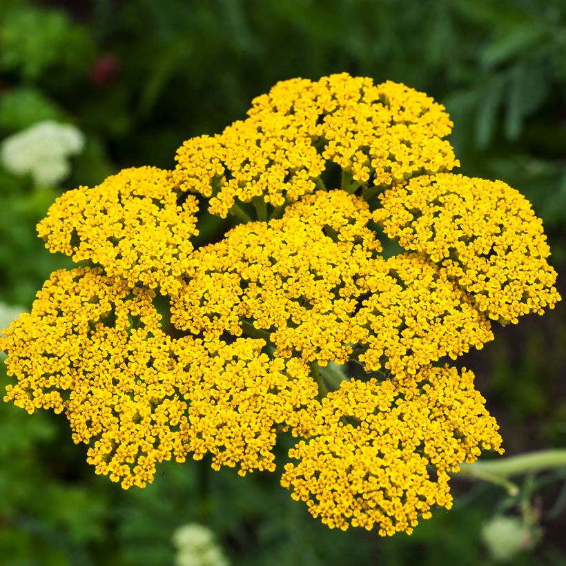 Achillea filipendulina Golden Plate - Duizendblad (Bloei)