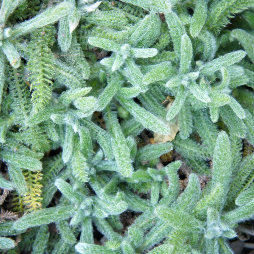 Achillea tomentosa Aurea - Duizendblad (Blad)