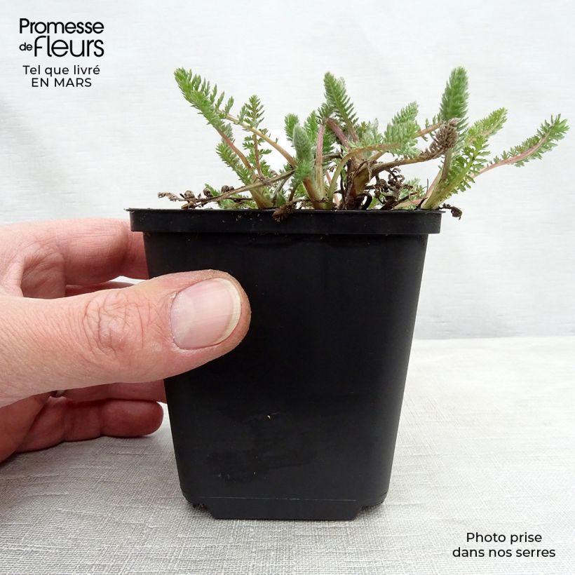 Exemplaar van Achillea millefolium Alabaster - Duizendblad Kweekpotje van 8/9 cm zoals geleverd in de lente