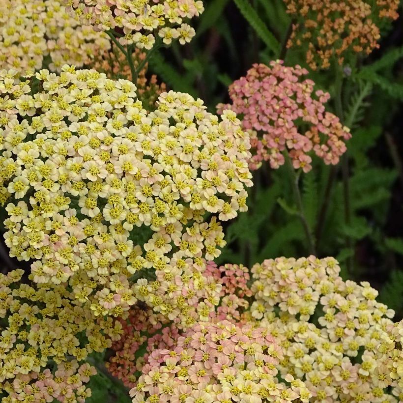 Achillea millefolium Hannelore Pahl - Duizendblad (Bloei)