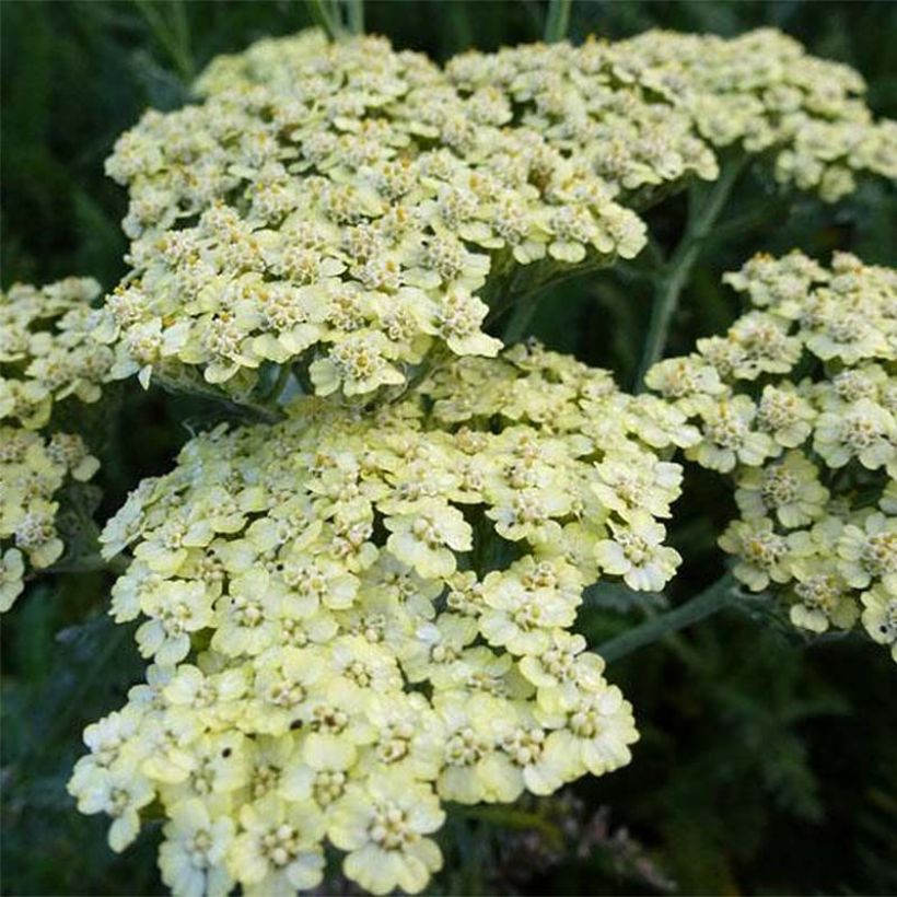 Achillea millefolium Hymne - Duizendblad (Bloei)