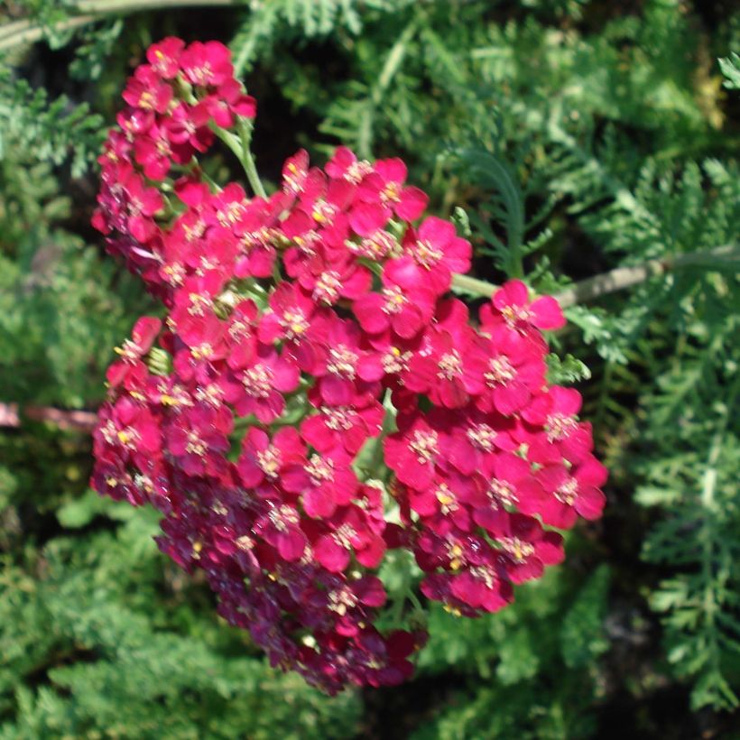 Achillea millefolium Lachsschönheit - Duizendblad (Bloei)