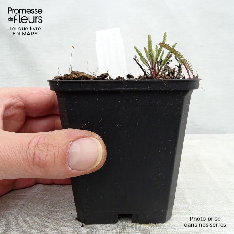 Exemplaar van Achillea millefolium Lachsschönheit - Duizendblad Kweekpotje van 8/9 cm zoals geleverd in de lente