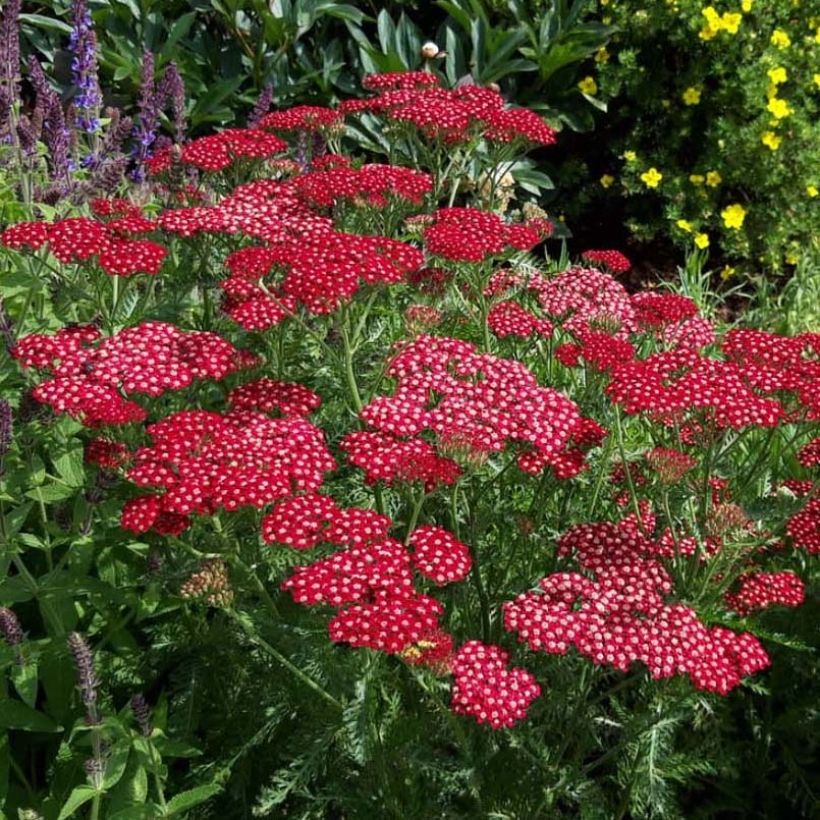 Achillea millefolium Peggy Sue - Duizendblad (Bloei)