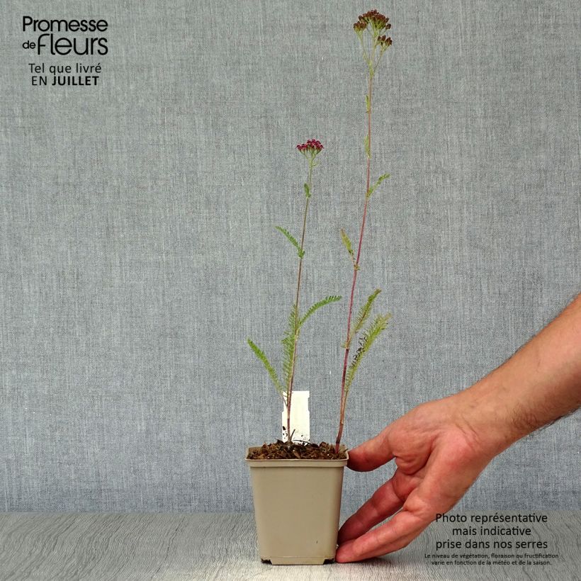 Exemplaar van Achillea millefolium Sammetriese - Duizendblad Kweekpotje van 8/9 cm zoals geleverd in de zomer