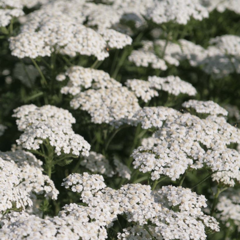 Achillea millefolium Schneetaler - Duizendblad (Bloei)