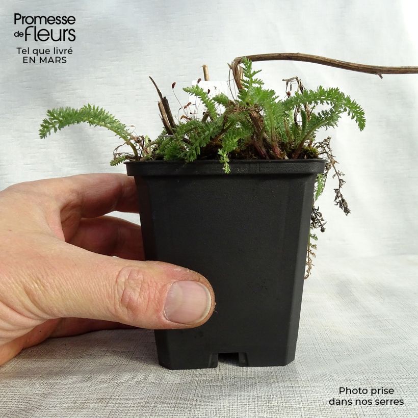 Exemplaar van Achillea millefolium Schneetaler - Duizendblad Kweekpotje van 8/9 cm zoals geleverd in de lente
