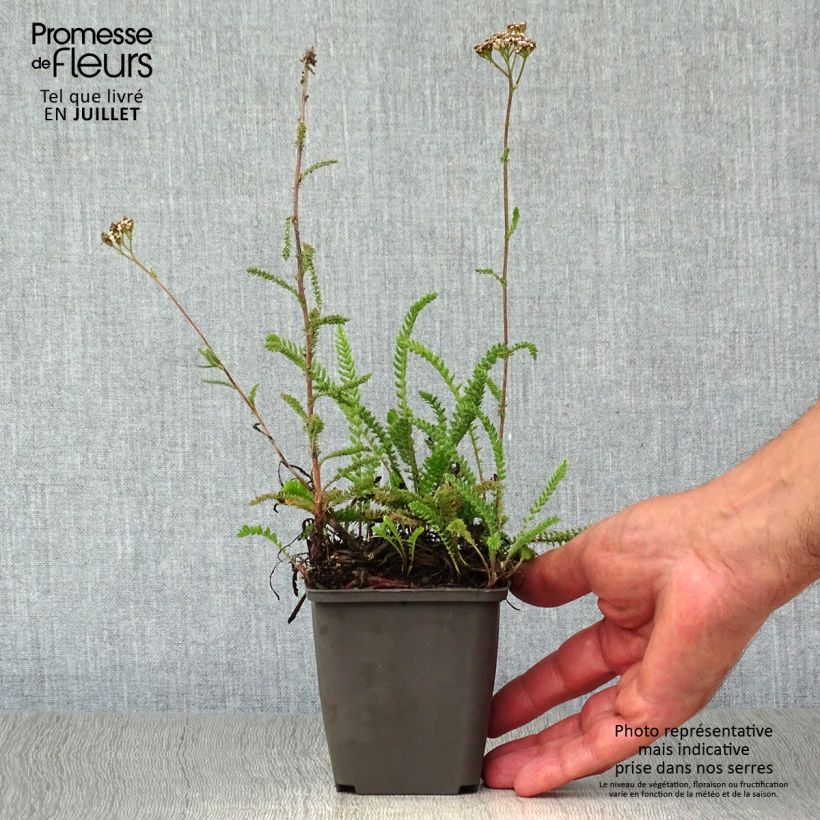 Exemplaar van Achillea millefolium White Beauty - Duizendblad Kweekpotje van 8/9 cm zoals geleverd in de zomer