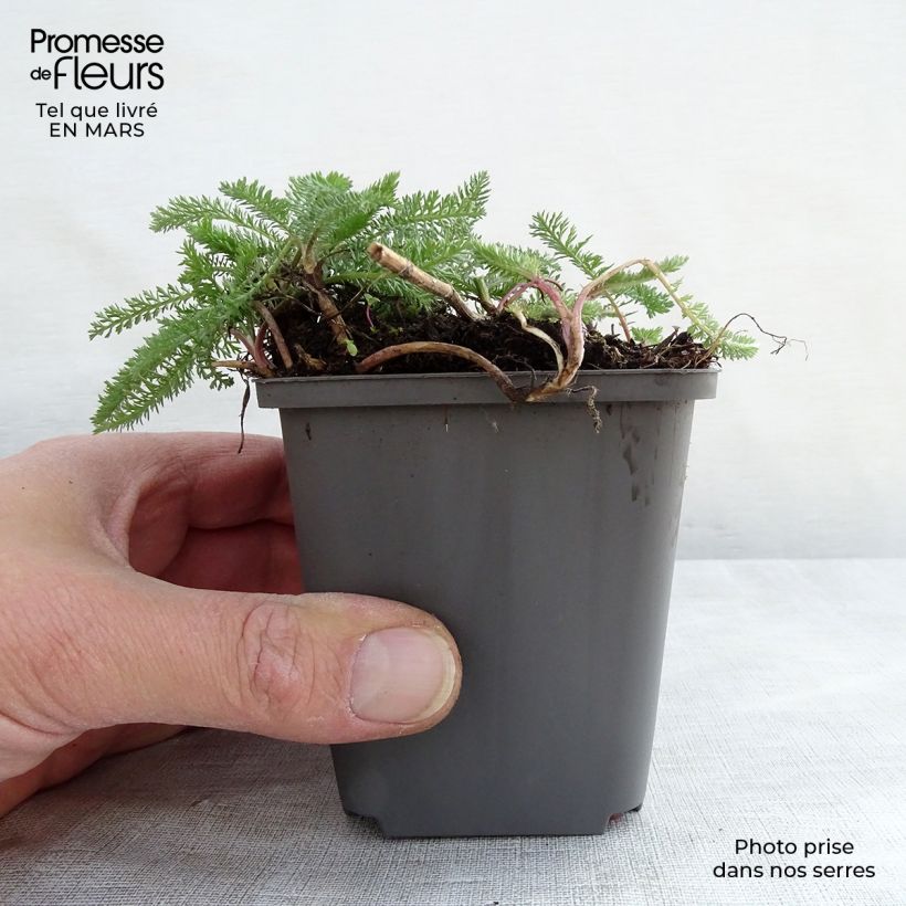 Exemplaar van Achillea millefolium White Beauty - Duizendblad Kweekpotje van 8/9 cm zoals geleverd in de lente