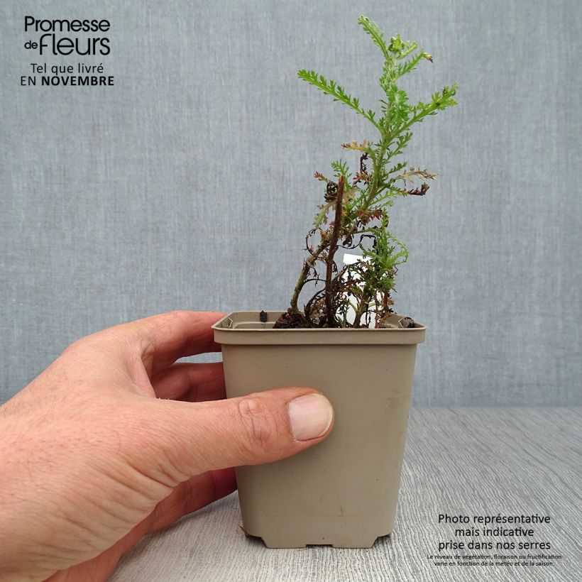 Exemplaar van Achillea millefolium Apricot Delight - Duizendblad Kweekpotje van 8/9 cm zoals geleverd in de herfst