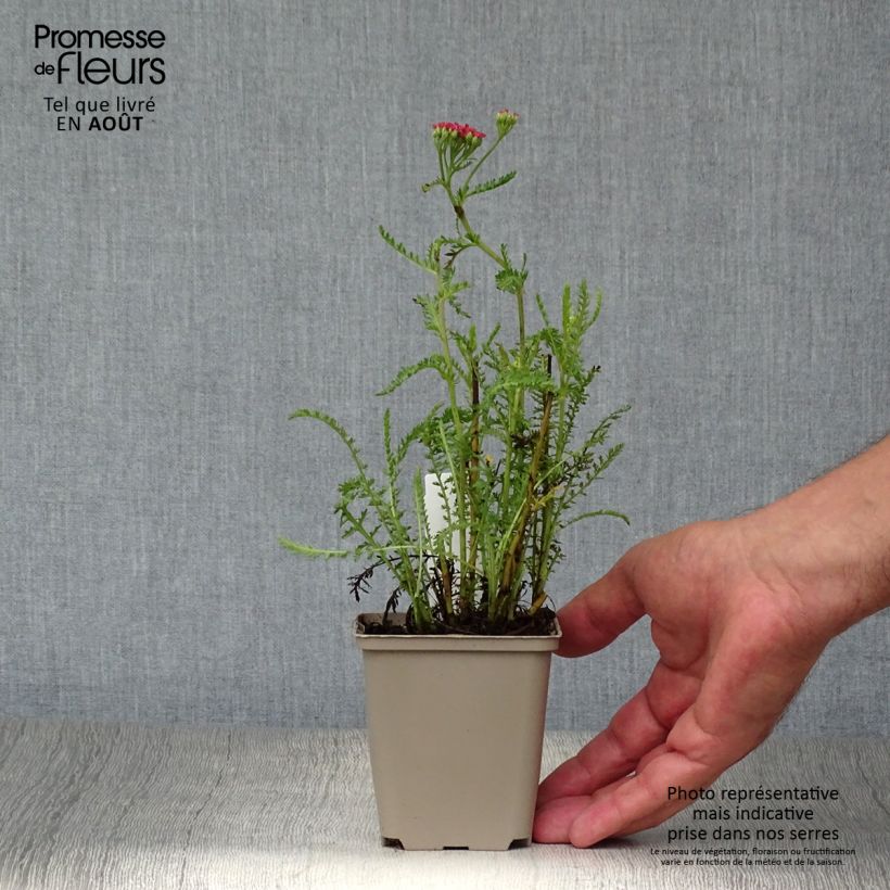 Exemplaar van Achillea millefolium Apricot Delight - Duizendblad Kweekpotje van 8/9 cm zoals geleverd in de zomer