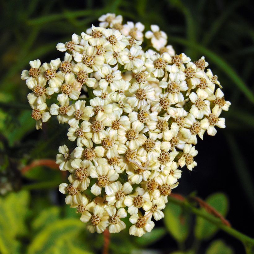 Achillea millefolium Apfelblute - Duizendblad (Bloei)