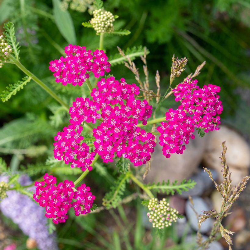 Achillea millefolium Cerise Queen - Duizendblad (Bloei)