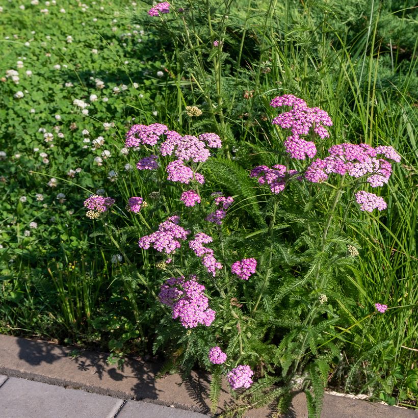 Achillea millefolium Cerise Queen - Duizendblad (Groeiplaats)