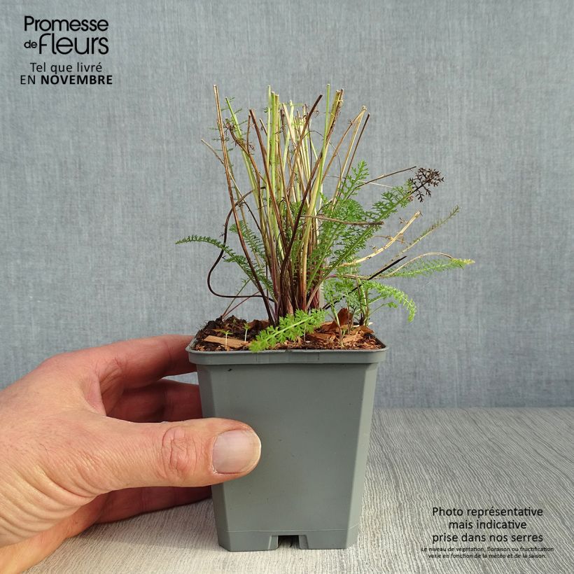 Exemplaar van Achillea millefolium Cerise Queen - Duizendblad Kweekpotje van 8/9 cm zoals geleverd in de herfst