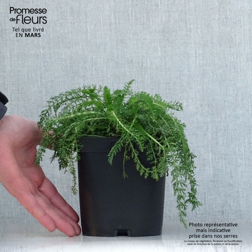 Exemplaar van Achillea millefolium Cerise Queen - Duizendblad Pot van 2 l/3 l zoals geleverd in de lente