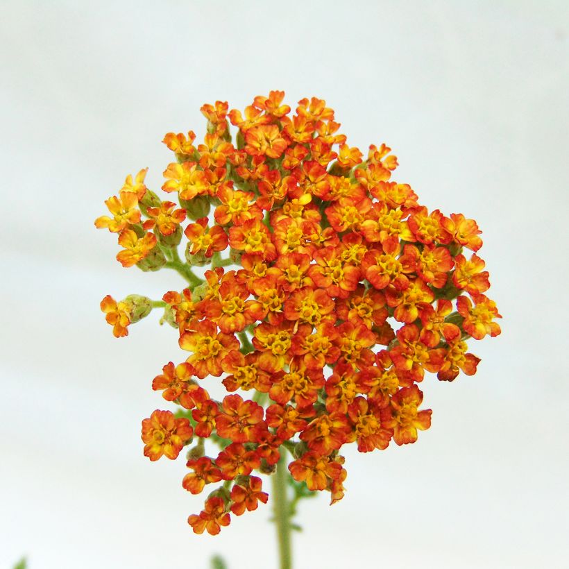 Achillea millefolium Feuerland - Duizendblad (Bloei)