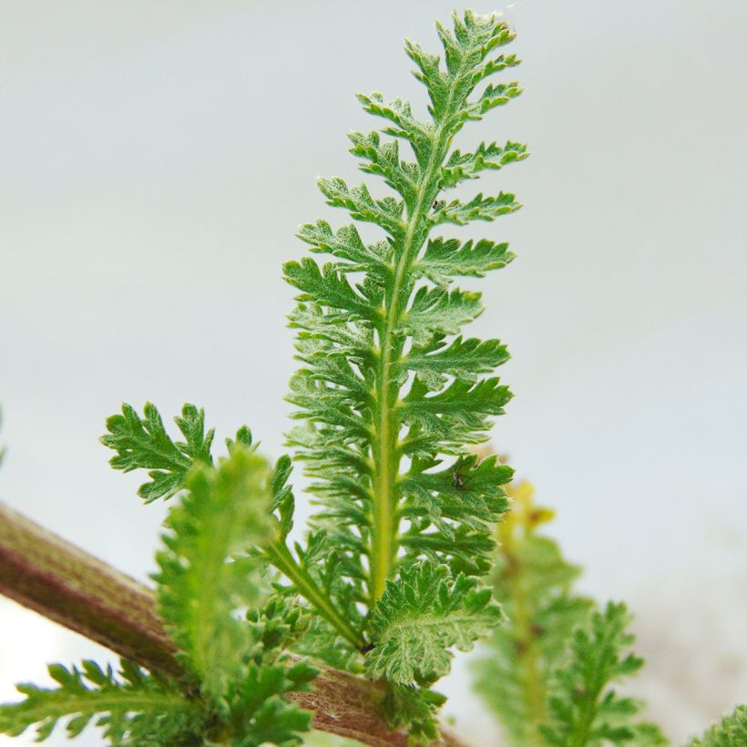 Achillea millefolium Heinrich Vogeler - Duizendblad (Blad)