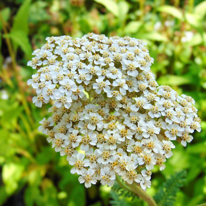 Achillea millefolium Heinrich Vogeler - Duizendblad (Bloei)