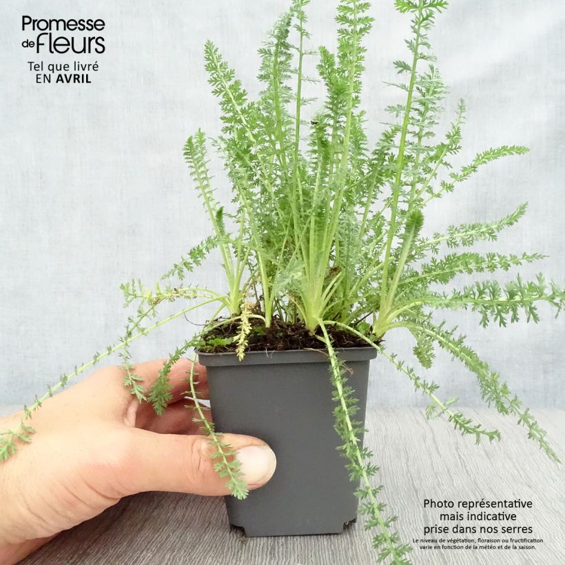 Exemplaar van Achillea millefolium Heinrich Vogeler - Duizendblad Kweekpotje van 8/9 cm zoals geleverd in de lente