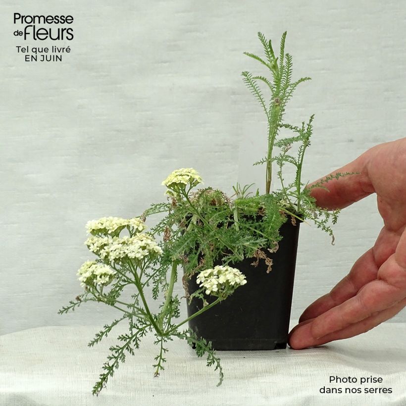 Exemplaar van Achillea millefolium Hella Glashoff - Duizendblad Kweekpotje van 8/9 cm zoals geleverd in de zomer