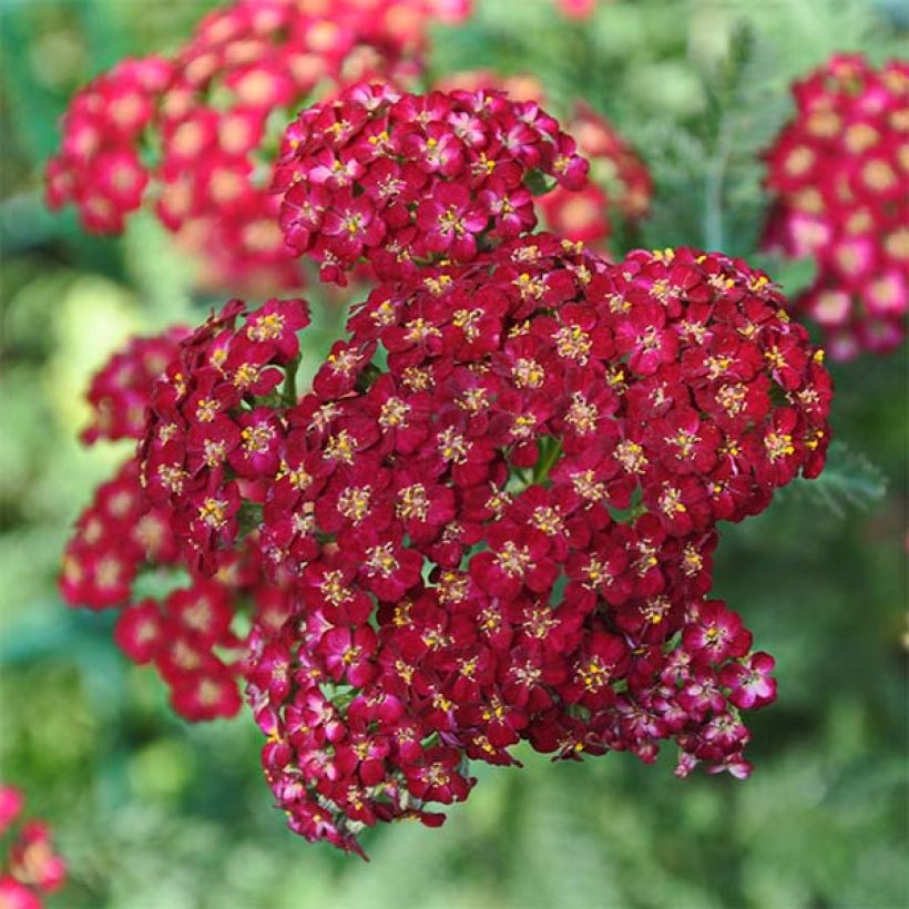 Achillea millefolium Laura - Duizendblad (Bloei)