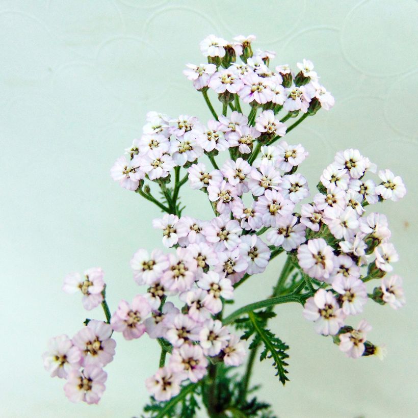 Achillea millefolium Lilac Beauty - Duizendblad (Bloei)